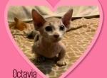 Bambino Kittens - Bambino Kitten For Sale - FL&comma; US