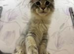 Milo - Maine Coon Kitten For Sale - Miami&comma; FL&comma; US