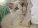 Royaltyragscattery - Ragdoll Kitten For Sale - Franklin&comma; OH&comma; US