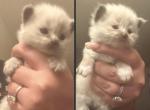 2 AVAILABLE kats ravishing ragdolls - Ragdoll Kitten For Sale - Lancaster&comma; PA&comma; US