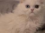 Oddeye male - Persian Kitten For Sale - Waldorf&comma; MD&comma; US