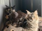 Geniel poly ns22 Russian Import - Maine Coon Cat For Sale/Service - Locust Grove&comma; OK&comma; US