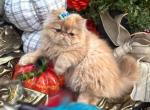Red boy Lake of the Ozarks Missouri - Persian Kitten For Sale - Wichita&comma; KS&comma; US