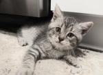 Barbie - Scottish Straight Kitten For Sale - Carol Stream&comma; IL&comma; US
