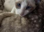 Evas Beautiful Snowshoe Siamese kittens - Siamese Kitten For Sale - Moneta&comma; VA&comma; US