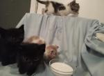 The MilkMouth GANG - American Shorthair Kitten For Sale/Service - 