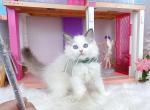R283 - Ragdoll Kitten For Sale - Los Angeles&comma; CA&comma; US