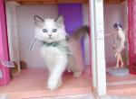 R283 - Ragdoll Kitten For Sale - Los Angeles&comma; CA&comma; US
