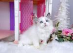 R284 - Ragdoll Kitten For Sale - Los Angeles&comma; CA&comma; US