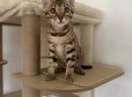 TICA Bengal Kittens - Bengal Kitten For Sale - 