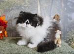 Show Quality Black and White Bi Color - Persian Kitten For Sale - CA&comma; US