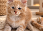 Ginger - Maine Coon Kitten For Sale - Hollywood&comma; FL&comma; US