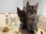 Gucci - Maine Coon Kitten For Sale - Hollywood&comma; FL&comma; US