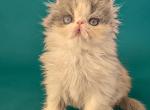 Persian Kitten for Sale in Illinois Near Chicago - Persian Kitten For Sale - Lisle&comma; IL&comma; US
