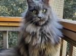 Valentina - Maine Coon Cat For Sale - Riverside&comma; CA&comma; US