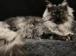 Huxley black smoke male - Maine Coon Cat For Sale - Riverside&comma; CA&comma; US