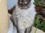 Black smoke male - Maine Coon Kitten For Sale - FL&comma; US