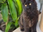 Maine Coon Solid Black female - Maine Coon Kitten For Sale - FL&comma; US