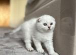 Stewie - Scottish Fold Kitten For Sale - 