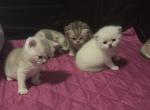 Whity - British Shorthair Cat For Sale - Okc&comma; OK&comma; US