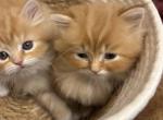 Scottish straight beautiful male orange color - Scottish Straight Kitten For Sale - Davenport&comma; FL&comma; US