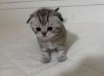 Striped female Scottish fold kitten - Scottish Fold Kitten For Sale - 