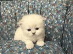 Fluffy Scottish straight female - Scottish Straight Kitten For Sale - Denver&comma; CO&comma; US