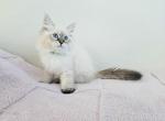 Vasily - Siberian Kitten For Sale - San Diego&comma; CA&comma; US