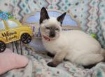 Siamese F Seal Point - Siamese Kitten For Sale - NY&comma; US