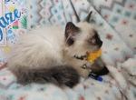 Balinese M Sealpoint Siamese - Siamese Kitten For Sale - NY&comma; US
