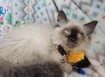Balinese M Sealpoint Siamee - Siamese Kitten For Sale - NY&comma; US
