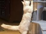Cream - Maine Coon Kitten For Sale - Palmer&comma; MA&comma; US