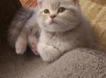 Anfisa - Scottish Straight Kitten For Adoption - Lincoln&comma; RI&comma; US
