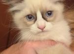 Purrito - Ragdoll Kitten For Sale - Bigmount&comma; PA&comma; US