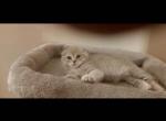 Ella - Scottish Fold Kitten For Adoption - Lincoln&comma; RI&comma; US