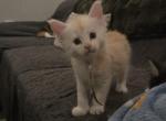Nesta - Maine Coon Kitten For Sale - Gainesville&comma; GA&comma; US