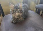 Large male maine coon kittens - Maine Coon Kitten For Sale - Easton&comma; PA&comma; US