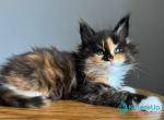 Unika - Maine Coon Kitten For Sale - Hollywood&comma; FL&comma; US