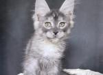 Wilda - Maine Coon Kitten For Sale - Hollywood&comma; FL&comma; US