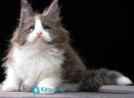 Huxley - Maine Coon Kitten For Sale - Hollywood&comma; FL&comma; US