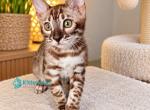 Karina - Bengal Kitten For Sale - Miami&comma; FL&comma; US