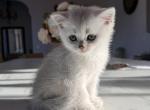 British Shorthair Silver Chinchilla Male - British Shorthair Kitten For Sale - 