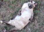 Marnie Polydactyl Siamese - Polydactyl Cat For Sale - AR&comma; US