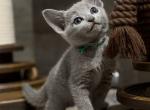 Nairn - Russian Blue Kitten For Sale - Pembroke Pines&comma; FL&comma; US