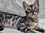 Kiki - Bengal Kitten For Sale - Miami&comma; FL&comma; US