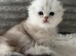 Scottish longhair - Scottish Fold Kitten For Sale - 