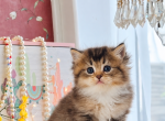 Kiki - British Shorthair Kitten For Sale - 