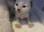 Ready in December - Siamese Kitten For Sale - Wayland&comma; MA&comma; US