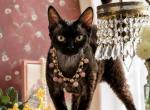 Heihei - Devon Rex Cat For Sale - P J S&comma; NY&comma; US