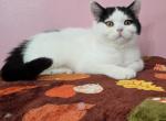 Suicide squad litter - British Shorthair Kitten For Sale - Saint Petersburg&comma; FL&comma; US
